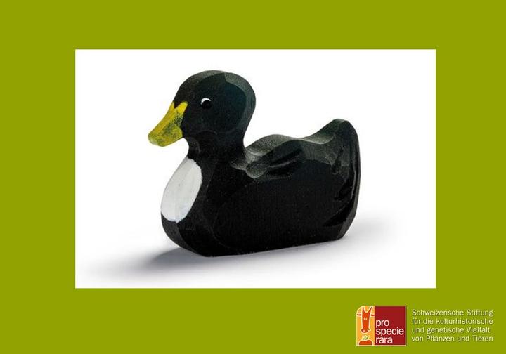 Actual product image Trauffer Pomeranian Duck