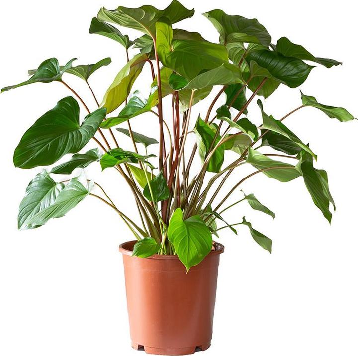 Image du produit VEG and the City Barus (Homalomena) (75 cm)