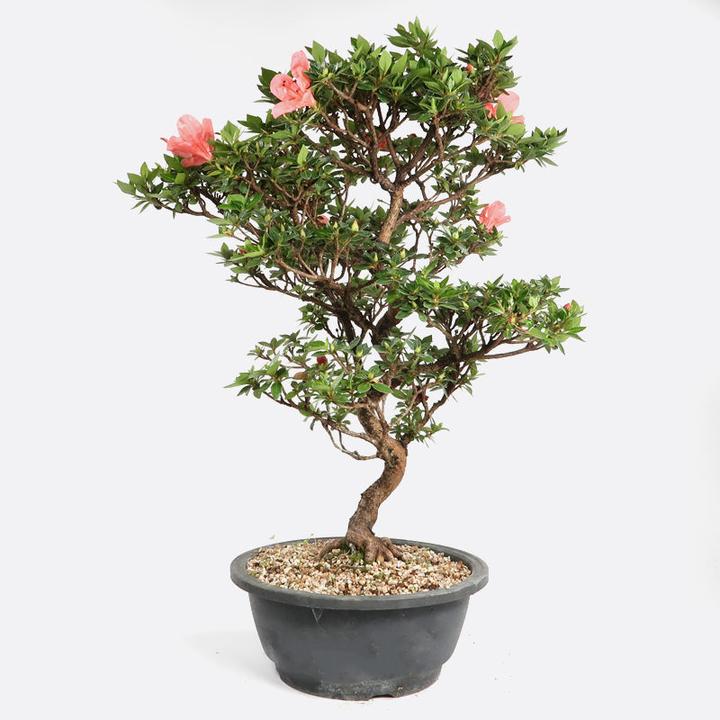 Produktbild Bonsai.ch Azalea Satsukiazalee cm (20 cm)