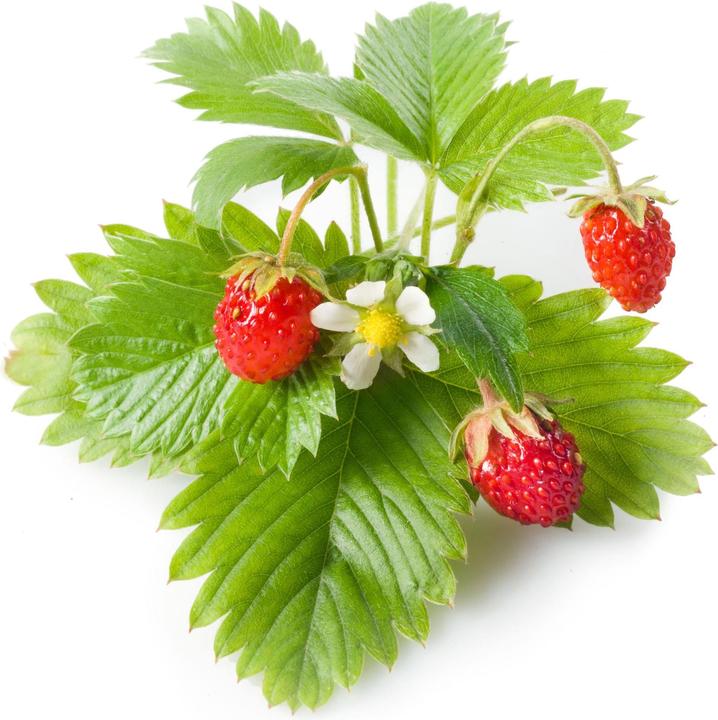 Actual product image Click and Grow Wild Strawberry (Vegetable seeds)