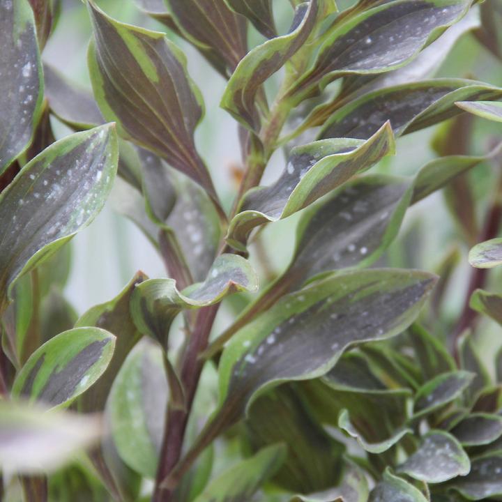 Produktbild Zulauf Alstroemeria 'Indian Summer'® / Inkalilie 'Indian Summer' ® (50 cm)
