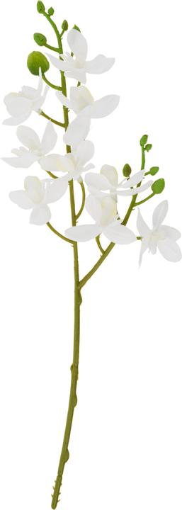 Actual product image DPI Mini Orchid Phalaenopsis, approx. L 30 cm