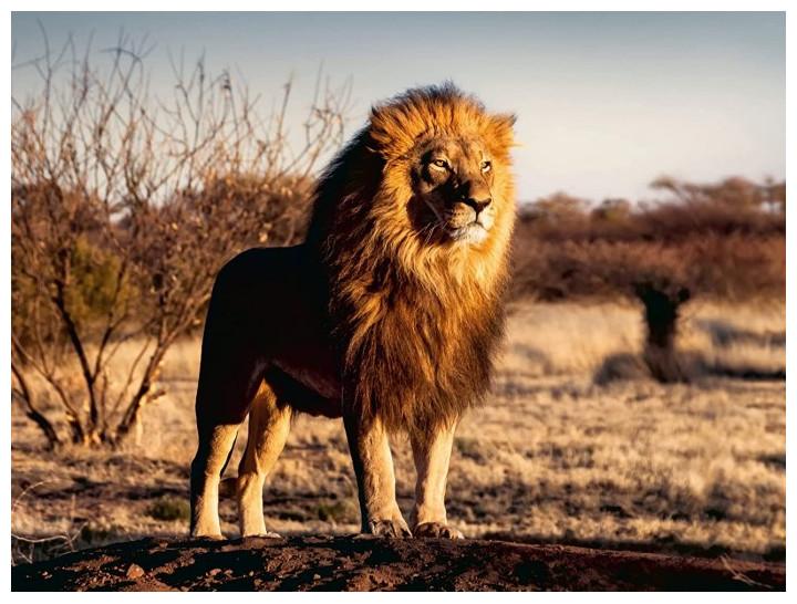 Produktbild Ravensburger Der Löwe. Der König der Tiere (1500 Teile)
