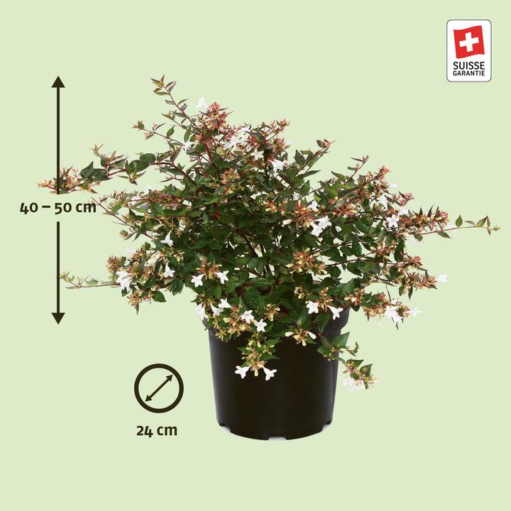 Image du produit Zulauf Abelie (50 cm)