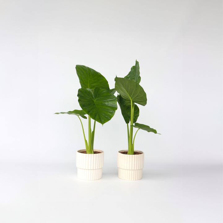 Image du produit Plant in a Box Alocasia Odora - Lot de 2 grandes oreilles d'éléphant (55 cm)