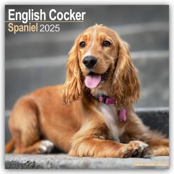 Image du produit English Cocker Spaniel - Cockerspaniels anglais 2024 - Calendrier 16 mois (305 x 305 mm, Allemand)
