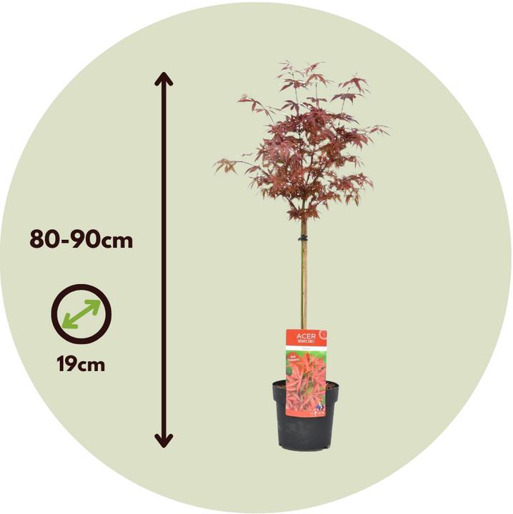 Immagine prodotto Plant in a Box Acer palmatum 'Shaina' - Acero giapponese (80 cm)