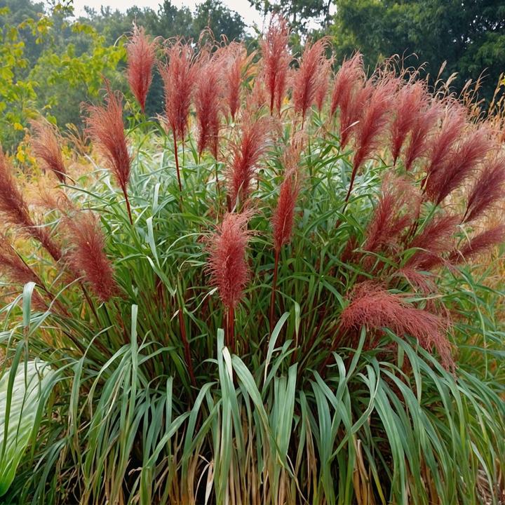 Immagine prodotto Plant in a Box Miscanthus sinensis 'Red Chief' - Erba ornamentale (40 cm)