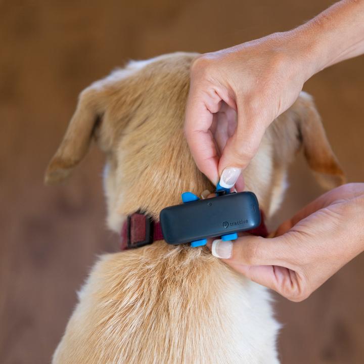 Productafbeelding Tractive Dog 4 GPS Tracker voor honden (Kat, Hond, Loop)