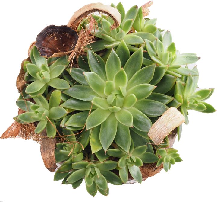 Image du produit Migros Ostschweiz Plateau pour plantes succulentes (22 cm)