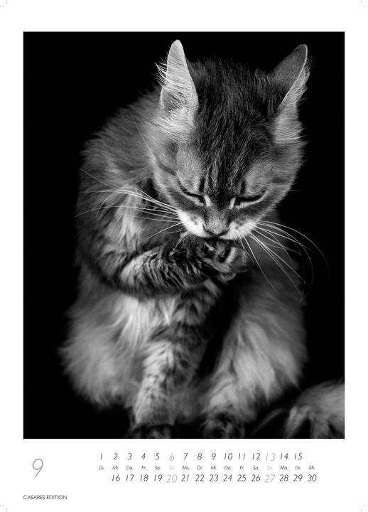 Actual product image Cats 2026 S 29x21cm (29 x 21 cm, German)