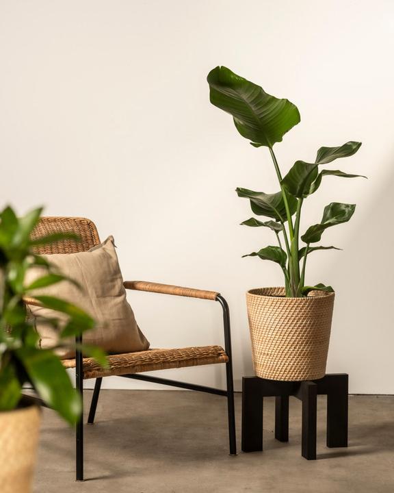Immagine prodotto feey Strelitzia XL (110 cm, Appena rinvasata)