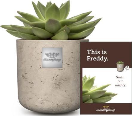 Männerpflanze Das ist Freddy (Echeveria) (15 cm)
