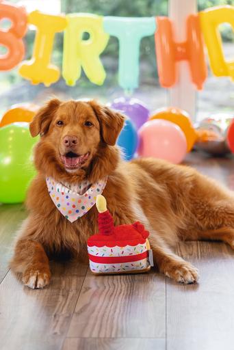 Image du produit Beeztees Bandana chien de fête (Bandana pour chien)