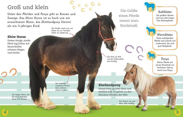 Produktbild Pferde und Ponys (Deutsch, DK Verlag - Kids, 2019)