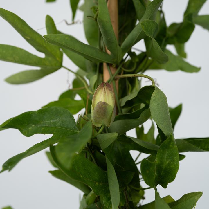 Actual product image Plant in a Box Passiflora x violacea 'Victoria' - Passion flower (110 cm)