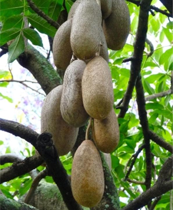 Actual product image Tropica Liver sausage tree Kigelia Africana syn.K. Pinnata (Plant seeds)