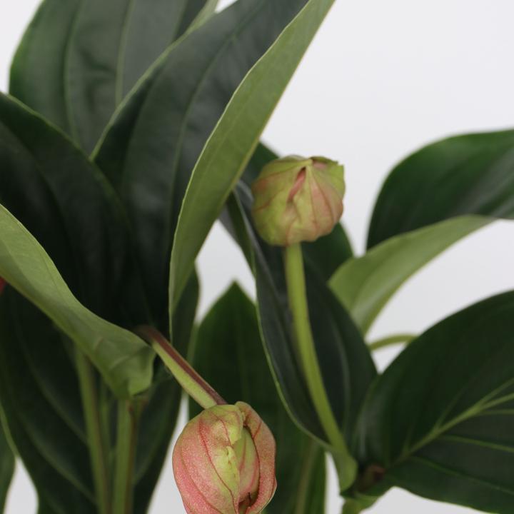 Immagine prodotto Plant in a Box Medinilla magnifica - Rosa medinilla (55 cm)