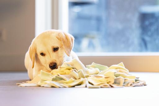 Immagine prodotto Beeztees Sniffy (Cane di peluche)