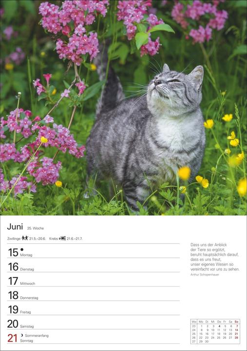 Actual product image Harenberg Katzen Wochenplaner 2026 - 53 faszinierende Fotografien (Hardcover, German)