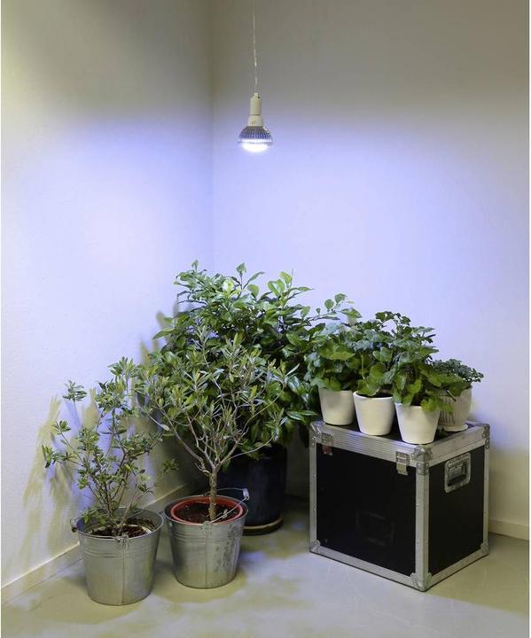 Immagine prodotto Venso Cresce l'inverno leggero (LED, 245 V)