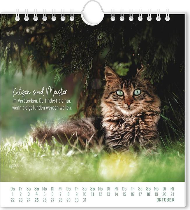 Actual product image Postkartenkalender 2026 Auf leisen Pfot (16 x 17 cm, German)