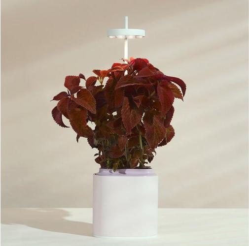 Produktbild Prêt à Pousser Kräutertopf Nano (13.50 cm)