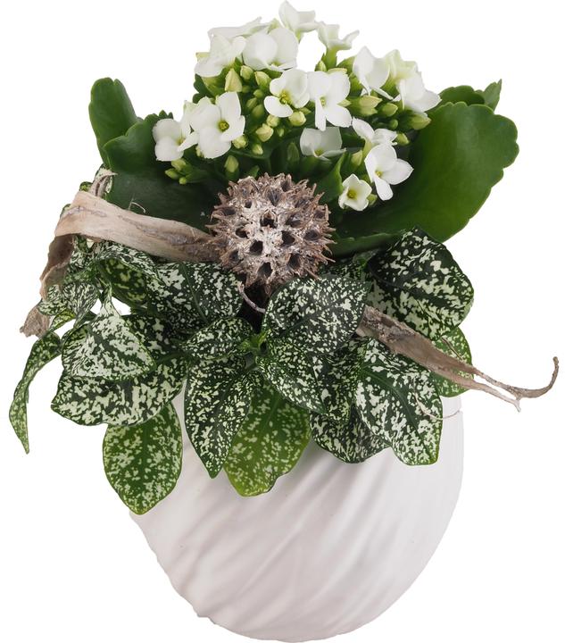 Produktbild Migros Ostschweiz Topf Arrangement (18 cm)
