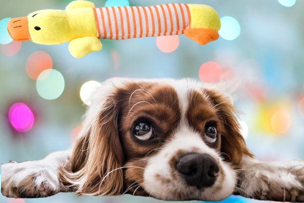 Actual product image Hermex Dog toy "Duck" chew toy stuffed animal cuddly toy (Plush toy dog)