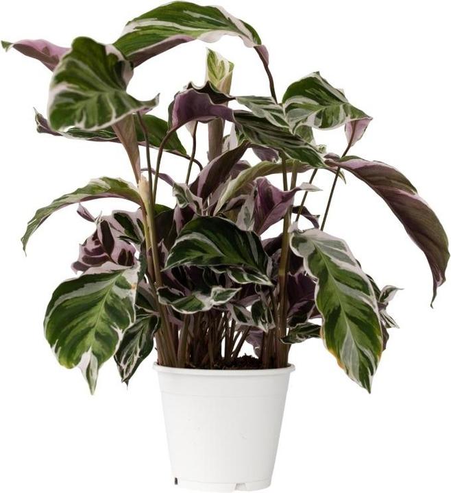 Image du produit Plant in a Box Calathea Lietzei "White Fusion" - Maranthe en osier (30 cm)