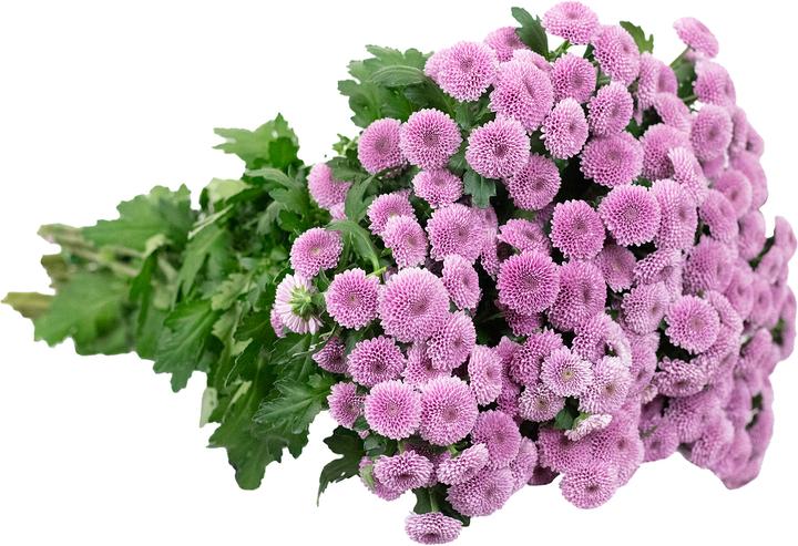 Image du produit Flowerbox Chrysanthème 'Jamey Dark