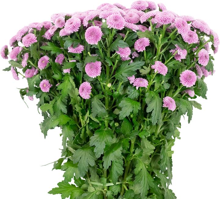 Image du produit Flowerbox Chrysanthème 'Jamey Dark