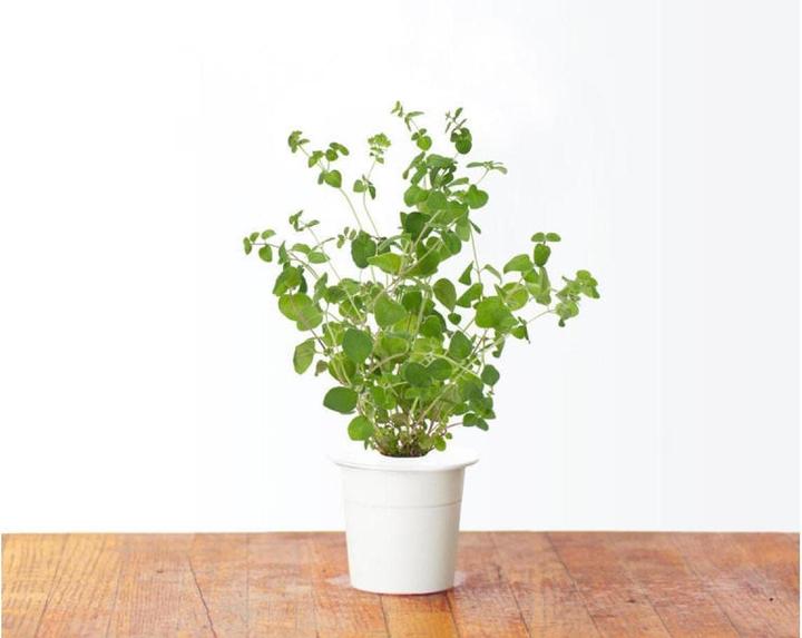 Produktbild Click and Grow Saatgut Majoran (Gemüsesamen)