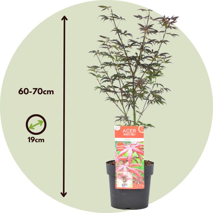 Image du produit Plant in a Box Acer palmatum 'Starfish' - Érable à feuilles d'armoise (60 cm)