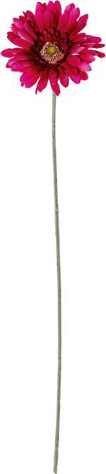 Image du produit DPI Gerbera (56 cm)