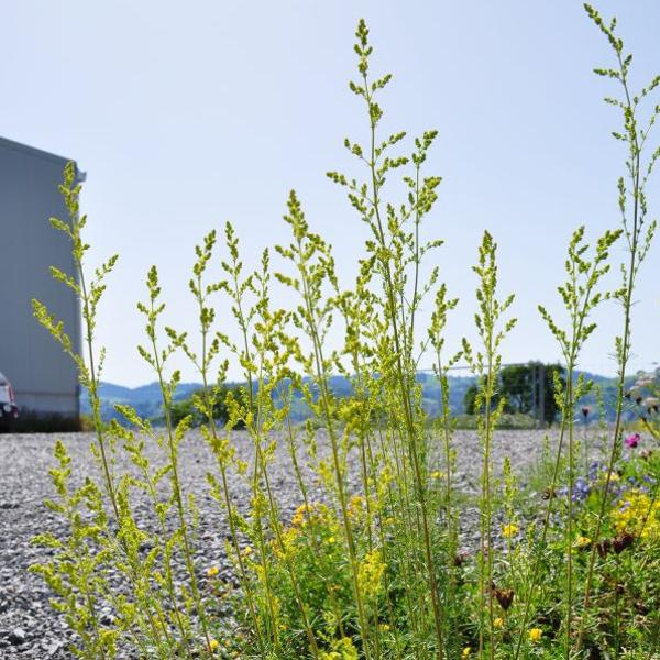 Immagine prodotto Säntispracht Set di 4 piante da letto - Galium verum true bedstraw (50 cm)