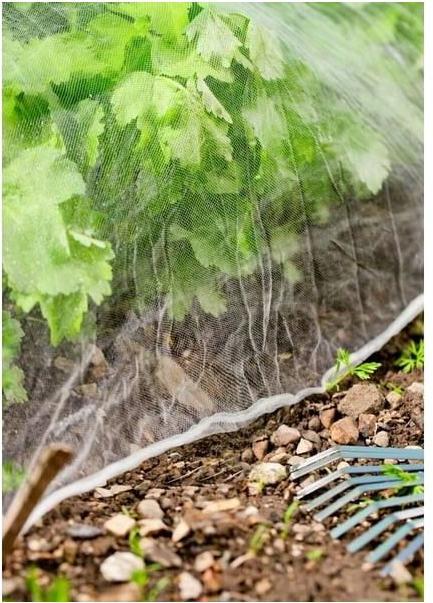 Produktbild Windhager Insektenschutz-Netz