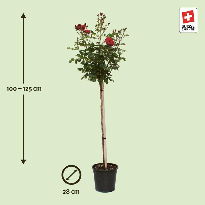 Produktbild Zulauf Floribundarose / Rosa 'Nina Weibull' (100 cm)