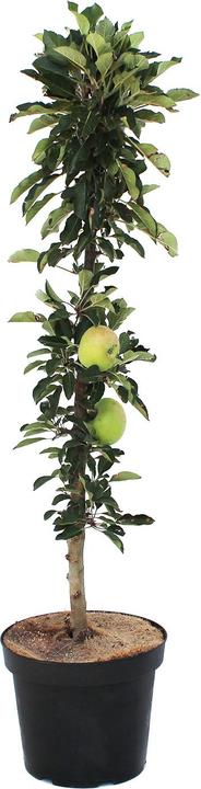 Zulauf Mela colonnare / Malus (SÄU) Rumba (100 cm)
