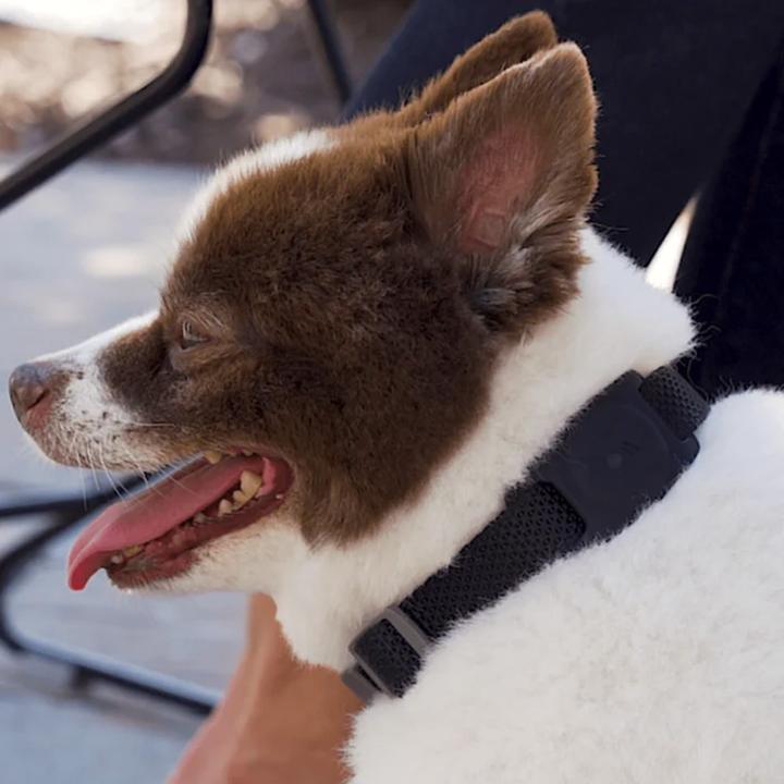 Image du produit Case-Mate AirTag Dog Collar Mount