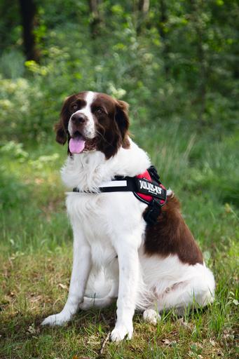 Produktbild Julius-K9 IDC-Powergeschirr (2, Hund, Allgemein)