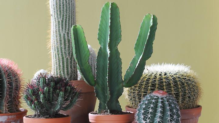 Produktbild Plant in a Box Euphorbia ingens - Kandelaber Euphorbie Kaktus (50 cm)