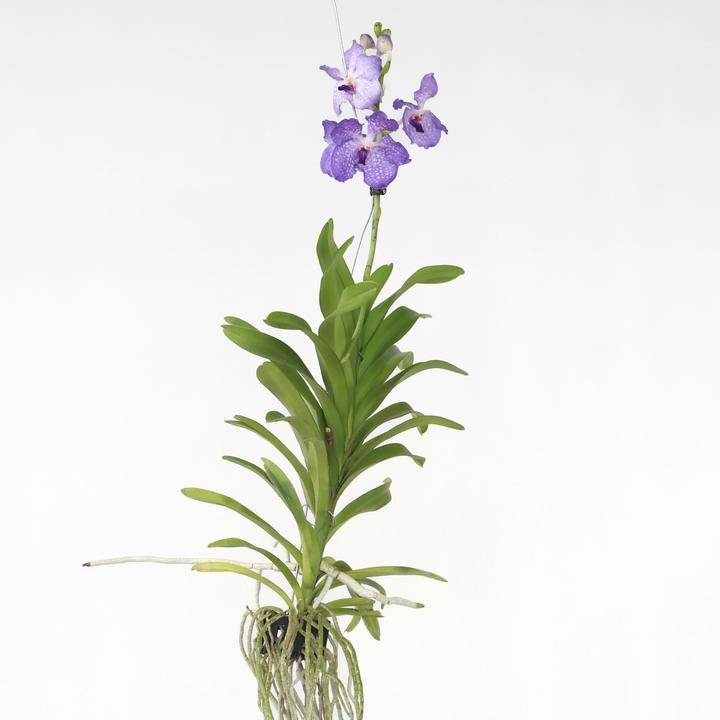Produktbild Plant in a Box Vanda New Blue - Orchidee (55 cm)