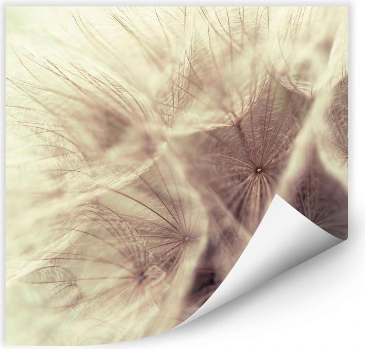 Produktbild Trenddeko Pusteblume Close Up (30 x 30 cm)