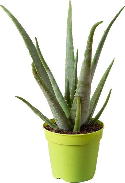 Produktbild VEG and the City Maui (Aloe) (35 cm)