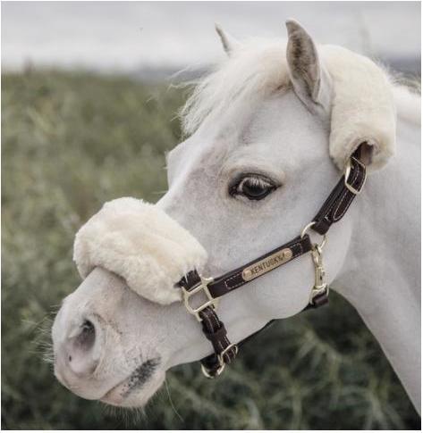 Produktbild Kentucky Horsewear Pony Lederhalfter