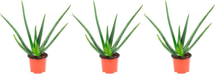 Produktbild Flowerbox 3er-Set Echte Aloe - Aloe vera (40 cm)