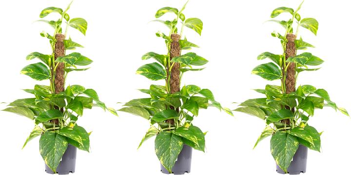 Immagine prodotto Flowerbox Set di 3 Edera su bastone di muschio - Epipremnum aureum (50 cm)