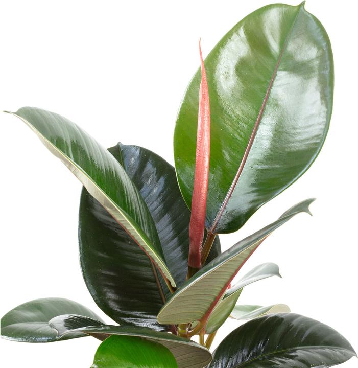 Image du produit Flowerbox Ficus elastica "Robusta (50 cm)