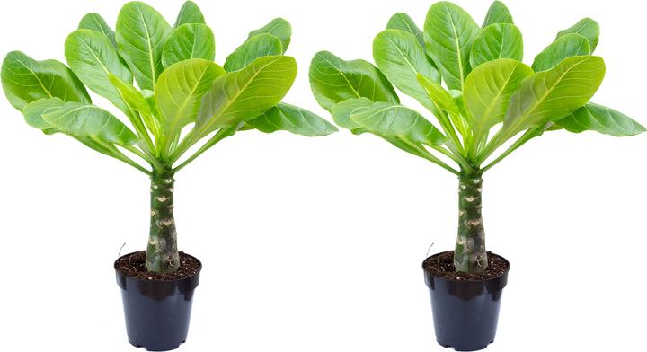 Produktbild Flowerbox 2er-Set Hawaiipalme - Brighamia (40 cm)